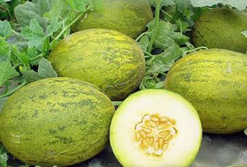Melony: jak rosnąć na terenie domku