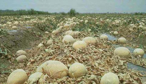 Czy możliwe jest uprawianie melonów w środkowym paśmie