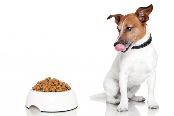 Karma dla psów "Jimon" - zdrowa żywność, szczęśliwe zwierzątko