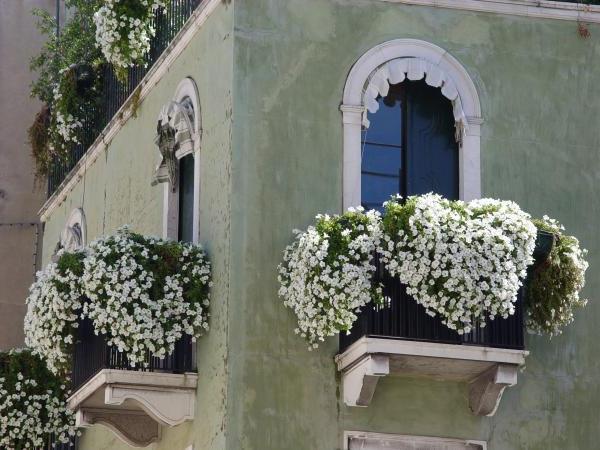 Jakie kwiaty sadzić na balkonie?