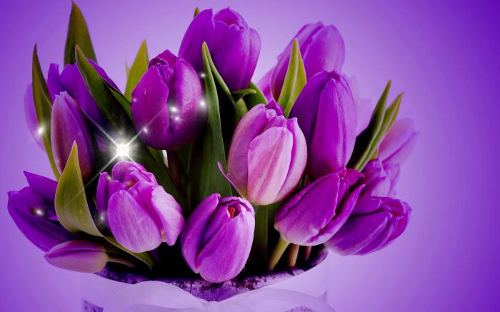 Tulipany są fioletowe - co one oznaczają? Bukiet purpurowi tulipany jako symbol wierność