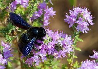 Pszczoły stolarskie - przedstawiciele anthophory