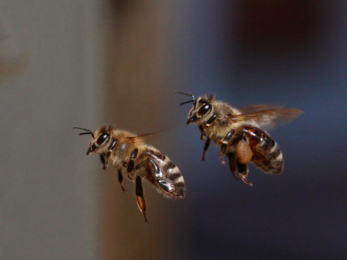 Jak pszczoły trafiają do domu? Wiele wersji
