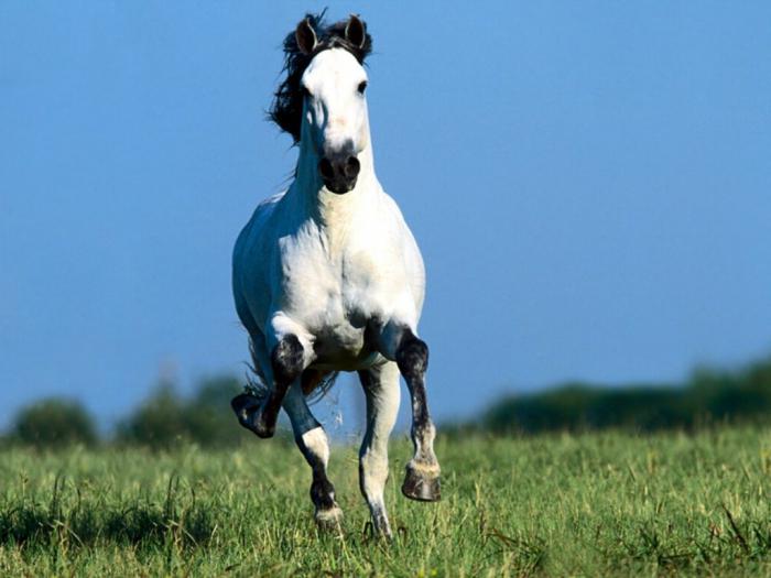 Streszczenie: Chekhov "Horse name". Żywy przykład historii anegdot