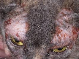 Demodecosis in the cat: formy i objawy zakażenia